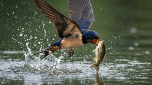 Diving Swallow Catch