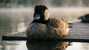 Dockside Goose Rest