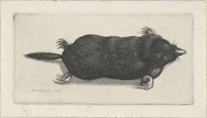 Dode mol