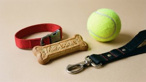 Dog Essentials