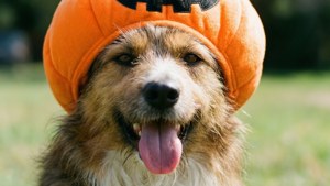 Dog in Pumpkin Hat