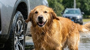 Dog Shake After Wash