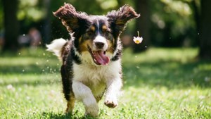 Dog Sneeze Dash