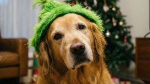 Dog Wearing Grinch Hat