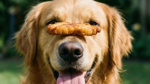 Doggy Fry Balance