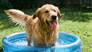 Doggy Splash Time