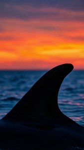 Dolphin Fin Sunset Silhouette