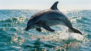 Dolphin Leaping in Ocean