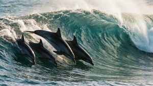 Dolphin Wave Surfers