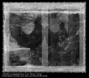 Domestic Cock, Hens, and Chicks