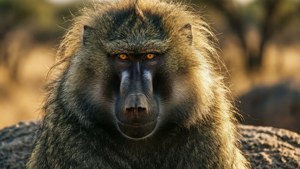 Dominant Male Portrait