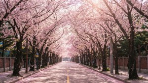 Dongnae Cherry Tunnel