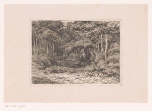 Doorkijk in het bos