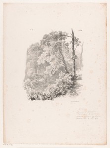 Doorkijkje in het bos