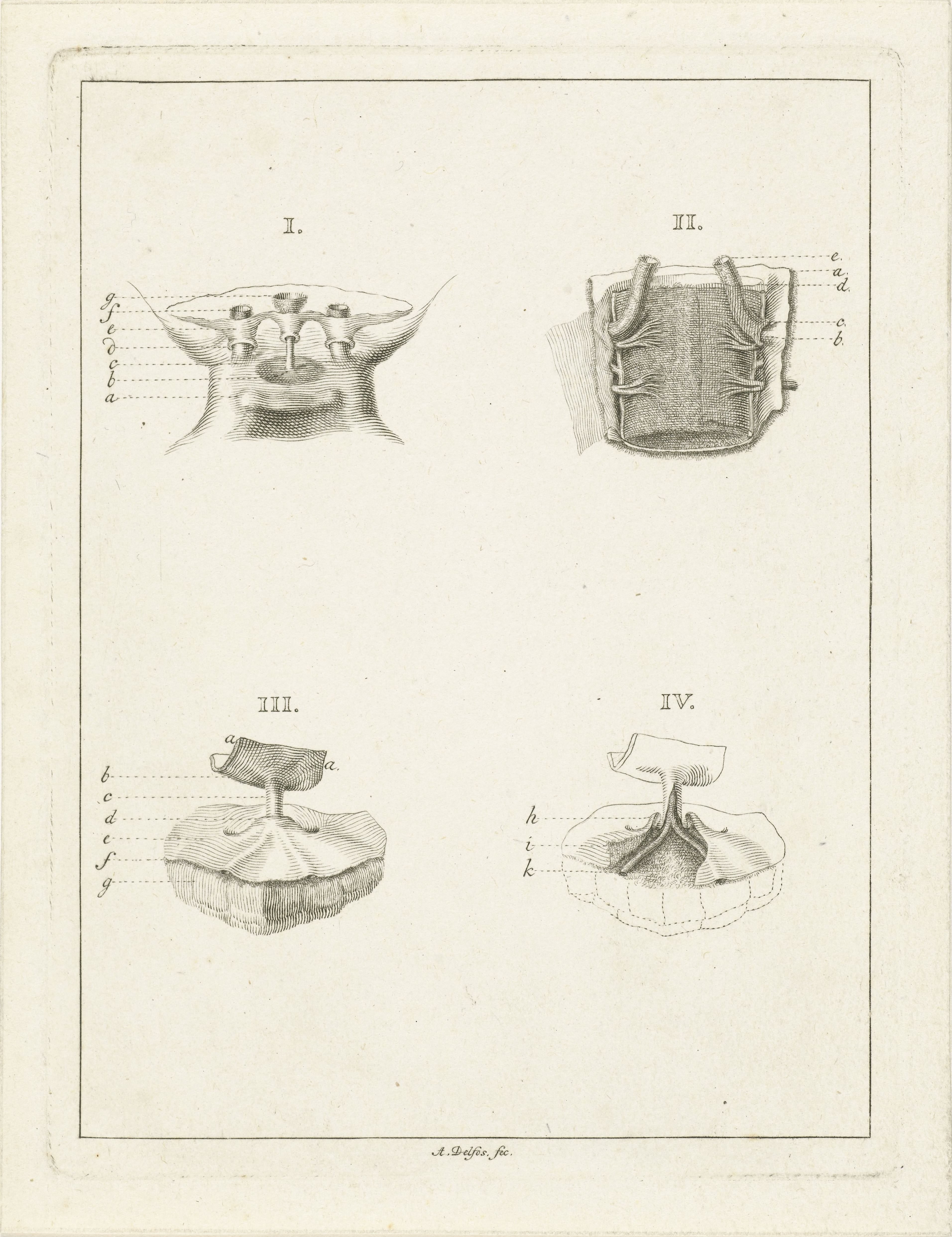 Doorsneden van planten by Abraham Delfos