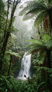 Dorrigo Rainforest Falls