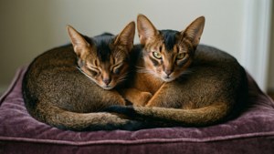 Double Cuddle