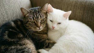 Double Cuddle