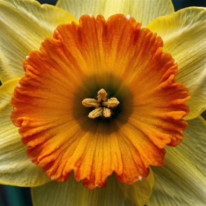 Double Narcissus Macro Corona