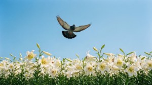 Dove and Lilies Peace