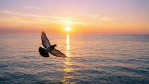 Dove at Dawn