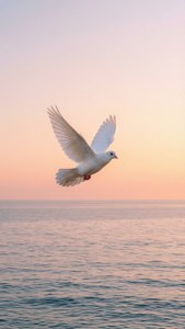 Dove at Sunrise Ocean
