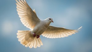 Dove of Peace