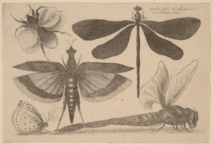 Dragonflies, a Bumble-Bee, and a Butterfly