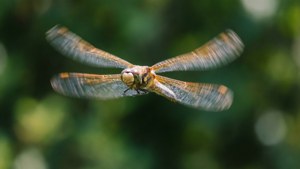 Dragonfly in Flight