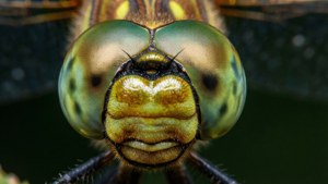 Dragonfly Macro Detail
