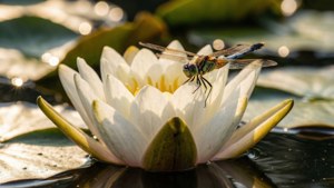 Dragonfly on Lily