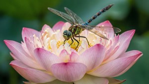 Dragonfly on Lotus