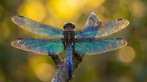 Dragonfly Rest