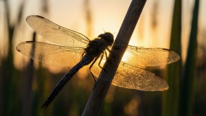 Dragonfly Silhouette