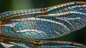 Dragonfly Wing Macro