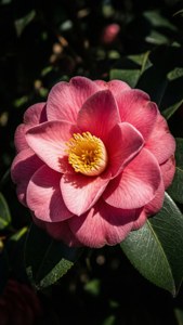 Dramatic HDR Camellia