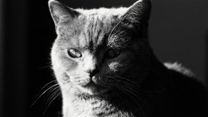 Dramatic Monochrome