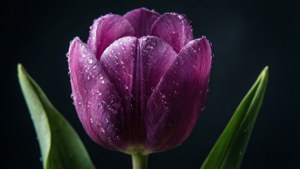 Dramatic Purple Tulip