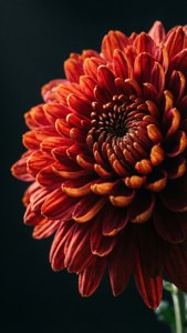 Dramatic Red Petals