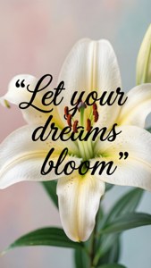 Dreams Bloom Lily Quote