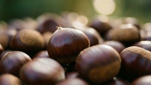 Dreamy Chestnut Bokeh