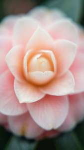 Dreamy Petal Blur