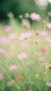 Dreamy Wildflower Blur