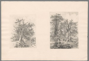 Drie bomen bij een kleine poel