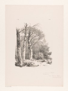 Drie bomen in een bos