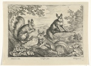 Drie eekhoorns