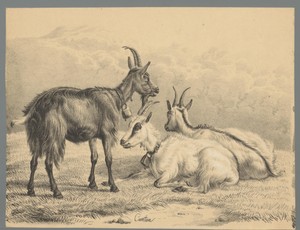 Drie geiten met alpenbellen om de nek