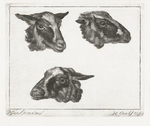 Drie geitenkoppen