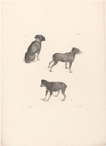 Drie honden