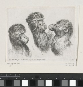 Drie kamelenkoppen